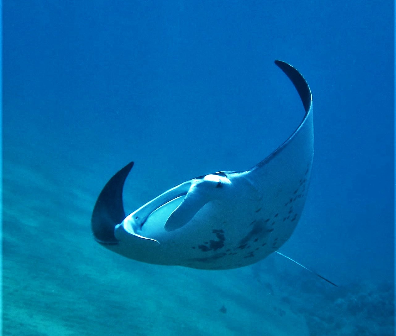 Guided Maui Reef Dive