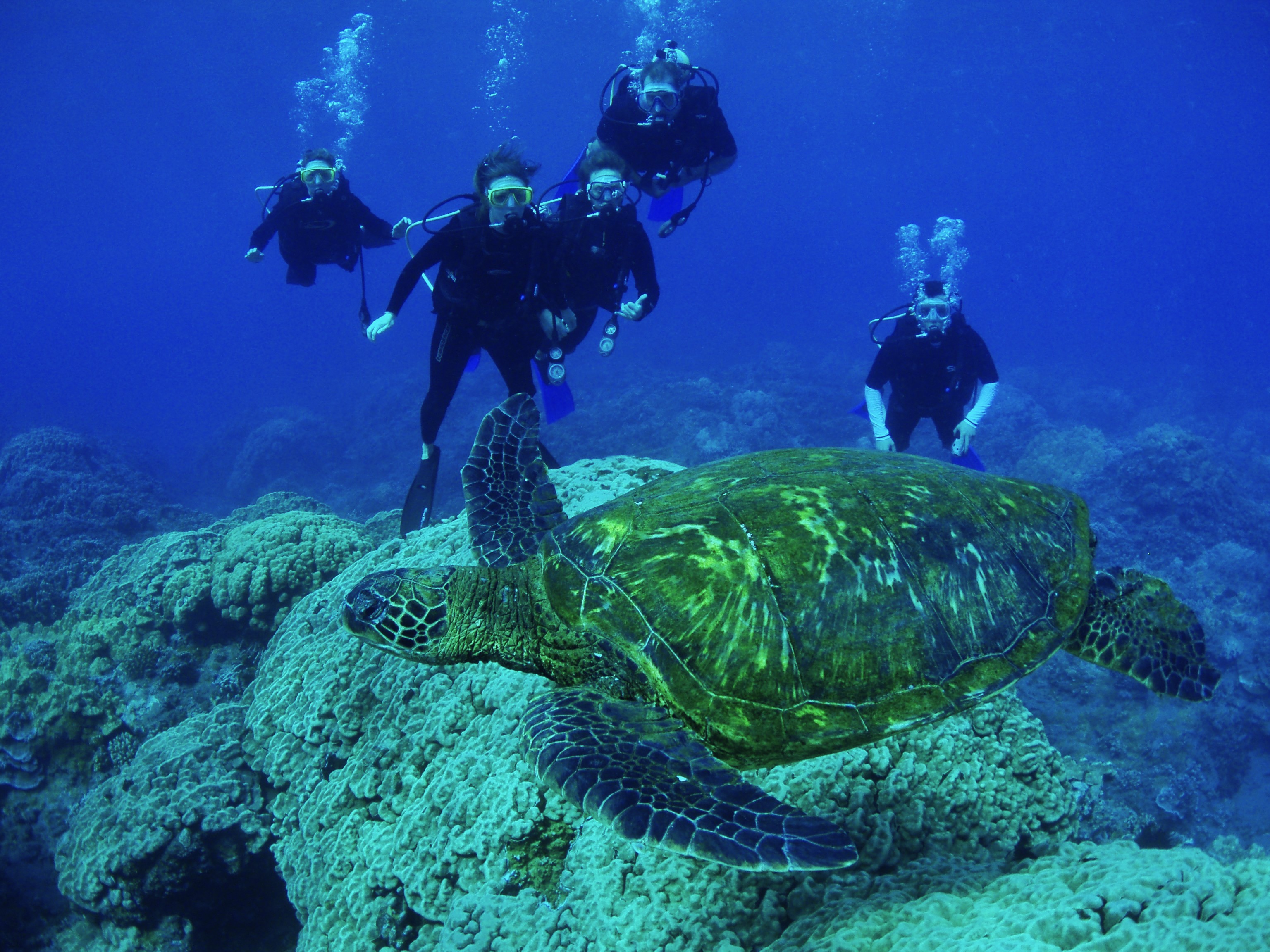 PADI Scuba Diver Certification